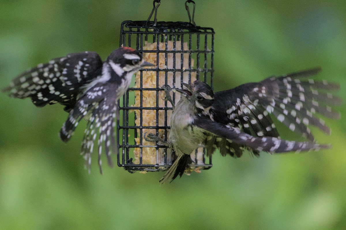 Downy Woodpecker - ML620890722