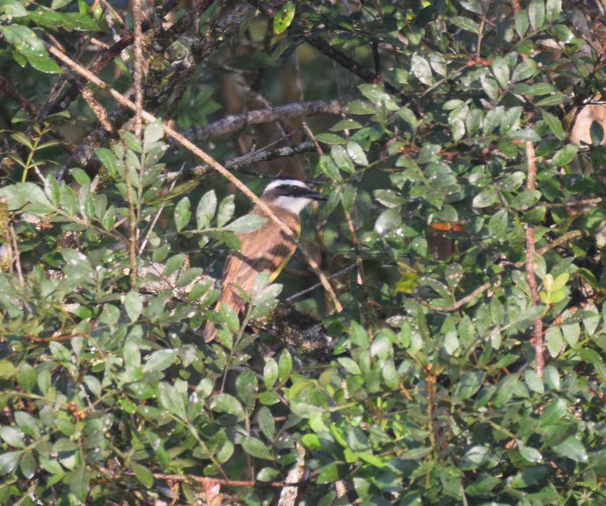 Great Kiskadee - ML620890723