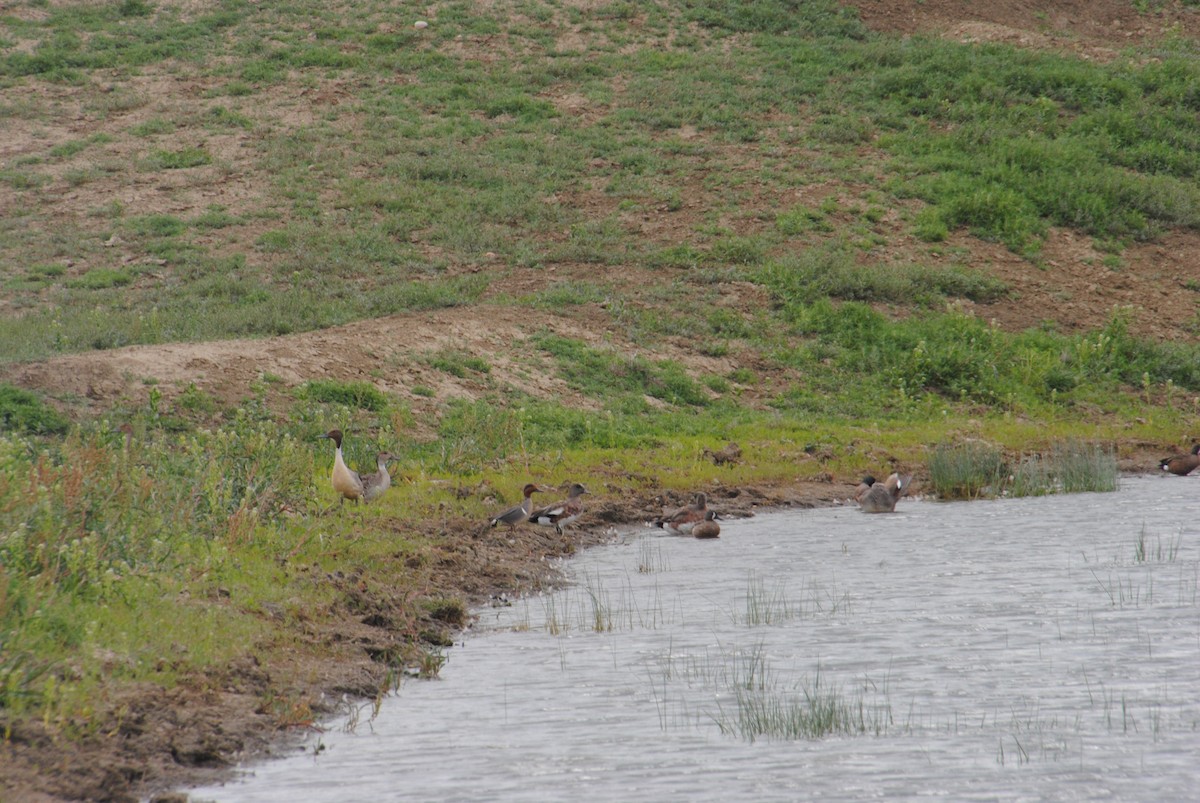 Northern Pintail - ML620890724