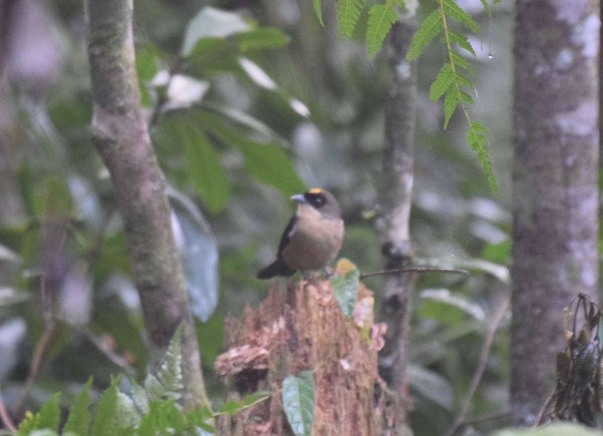 Black-goggled Tanager - ML620890730