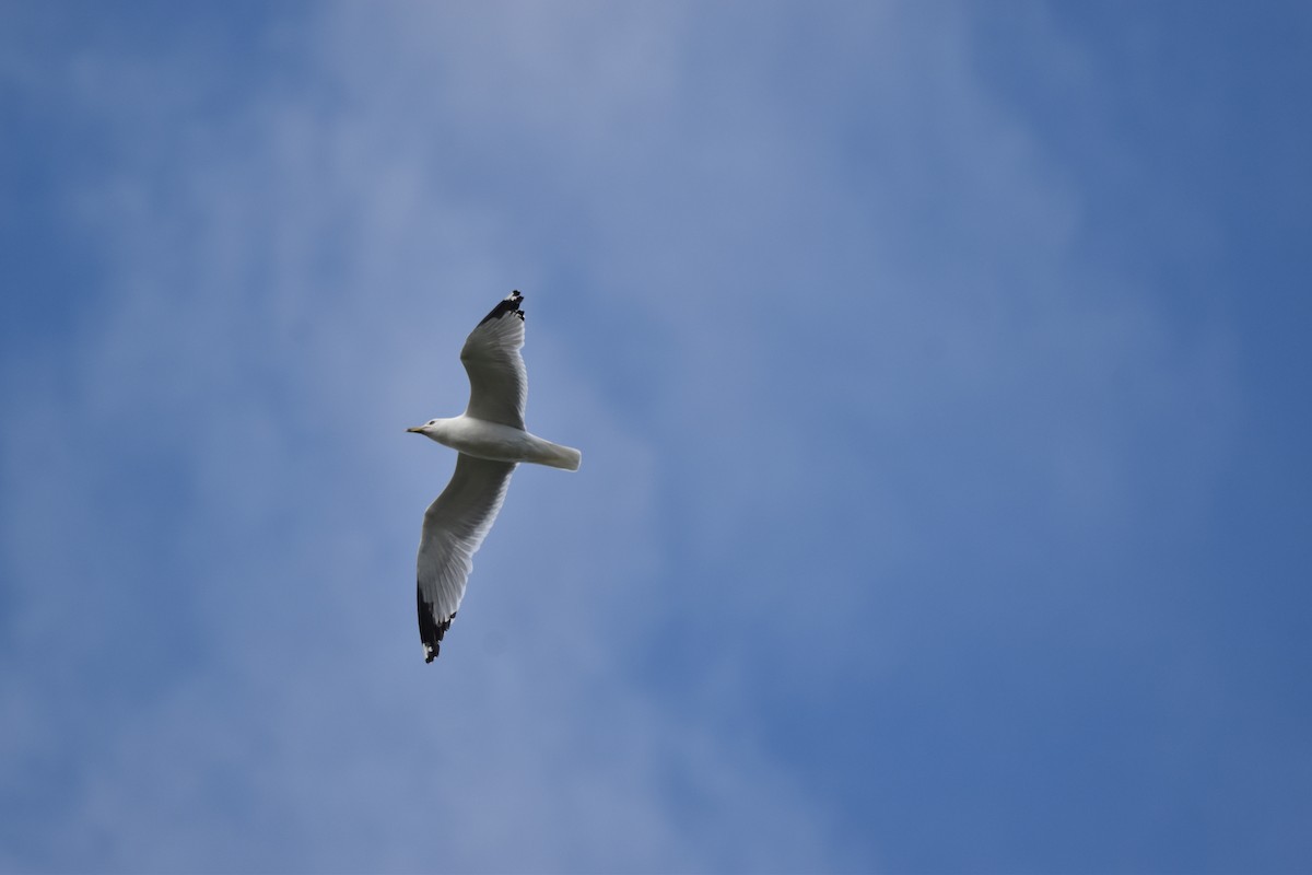 Ring-billed Gull - ML620890731