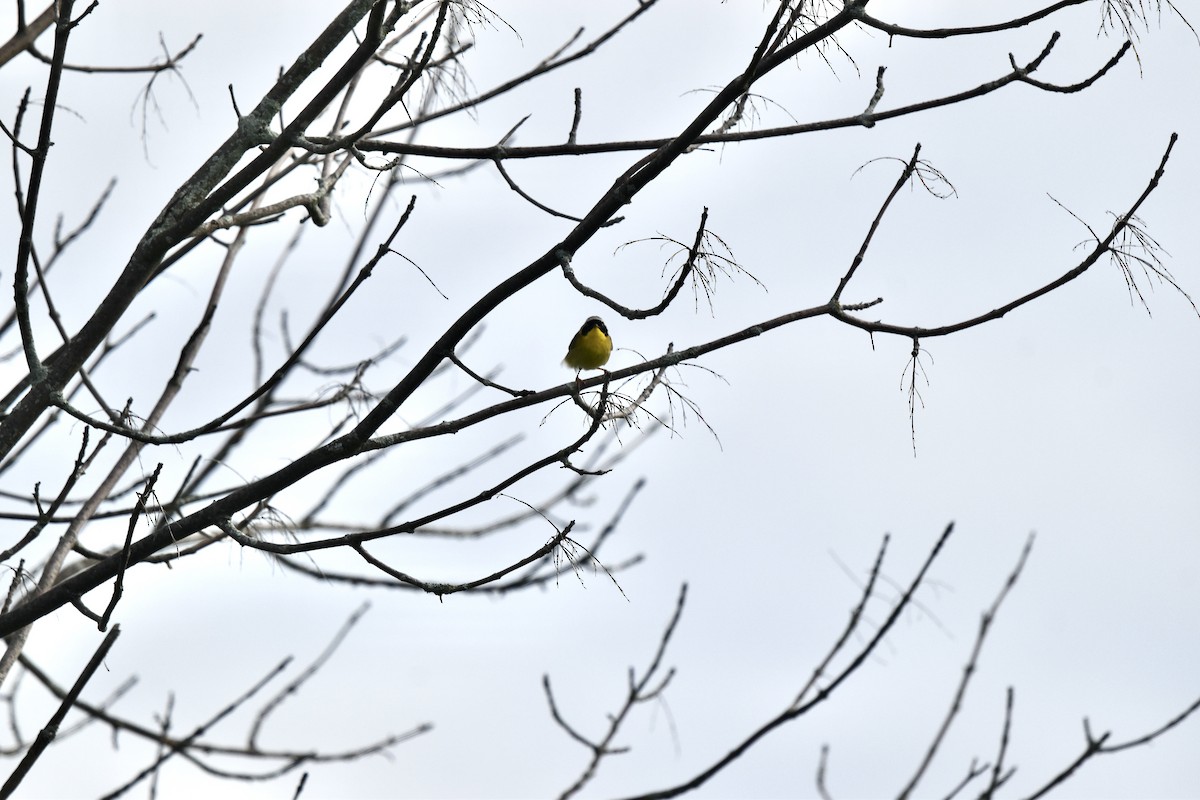 Common Yellowthroat - ML620890759