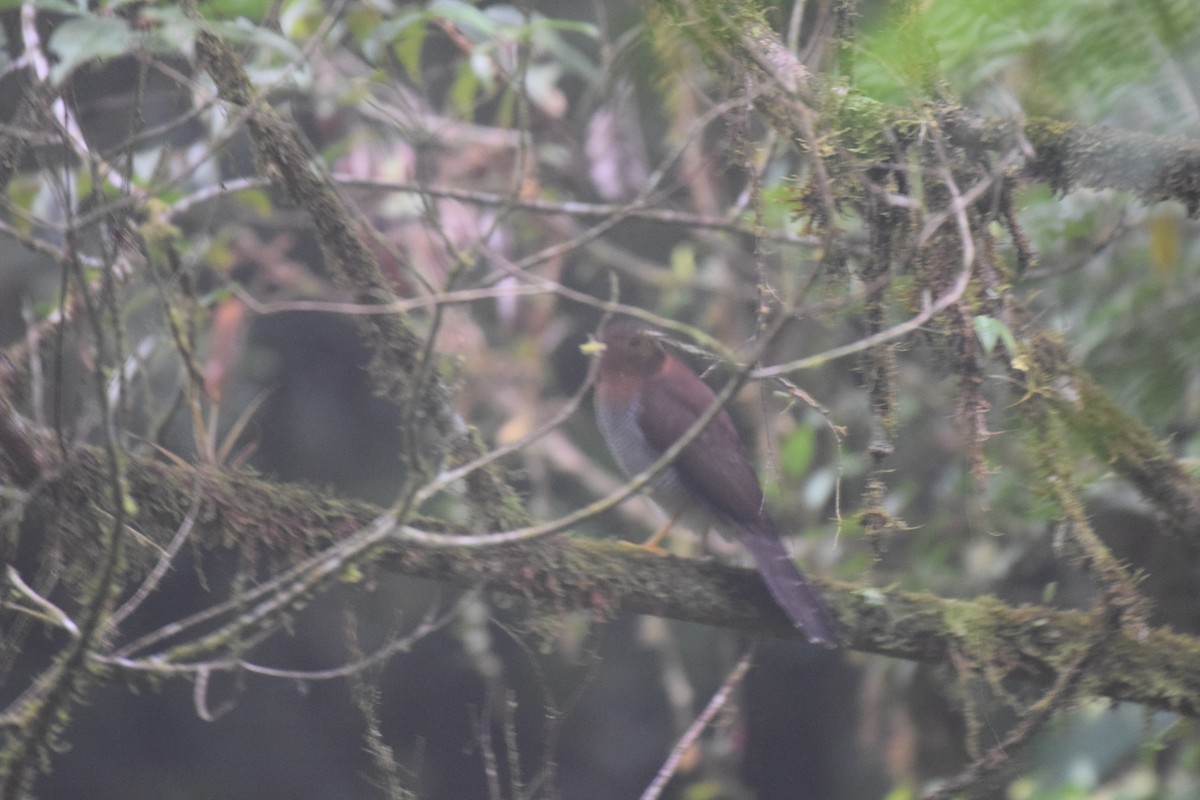 Barred Forest-Falcon - ML620890762