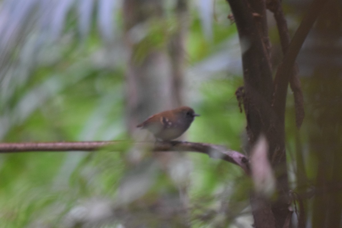 Star-throated Antwren - Nick Kowalske