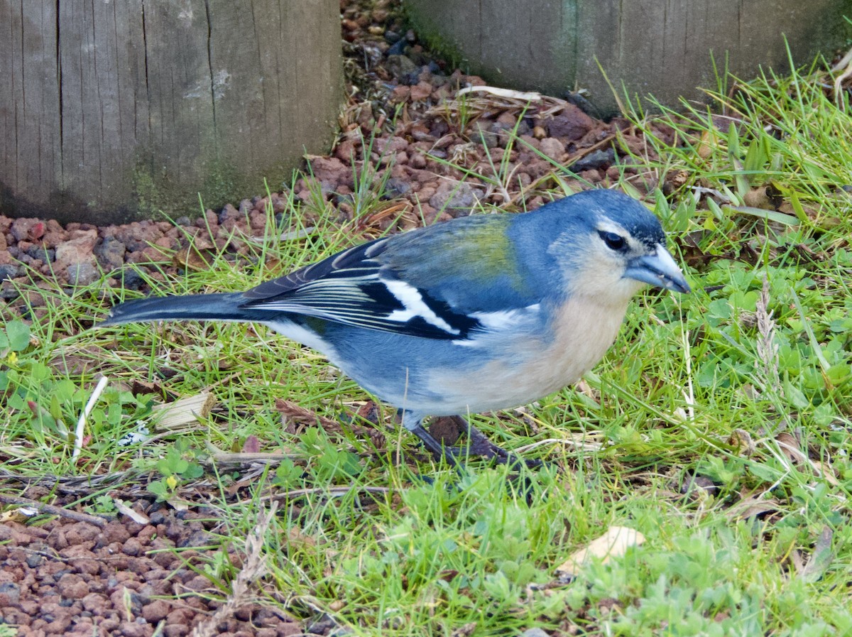 Azores Chaffinch - Mateo Bohringer