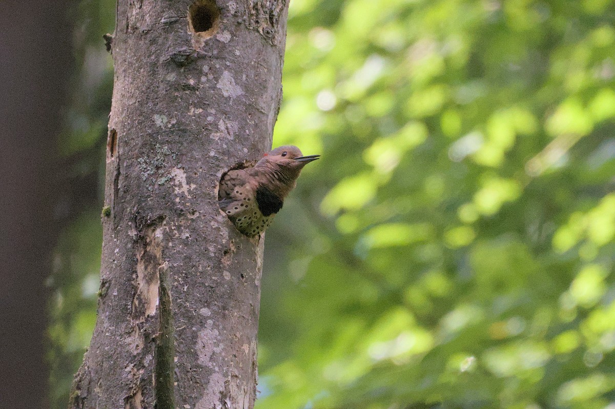 Northern Flicker - ML620890770