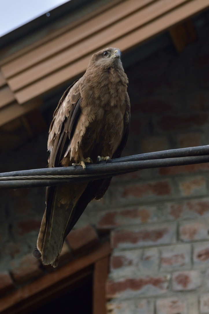 Black Kite - ML620890772