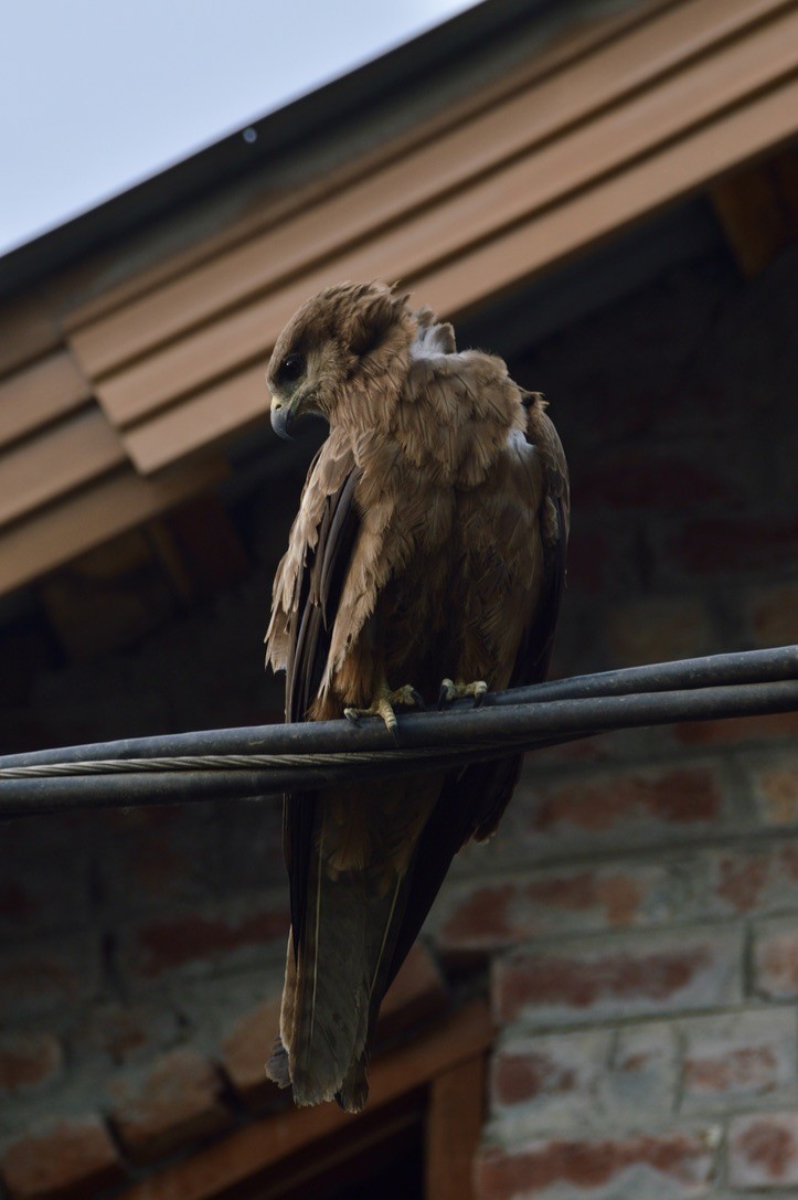 Black Kite - Sulaiman Shabir