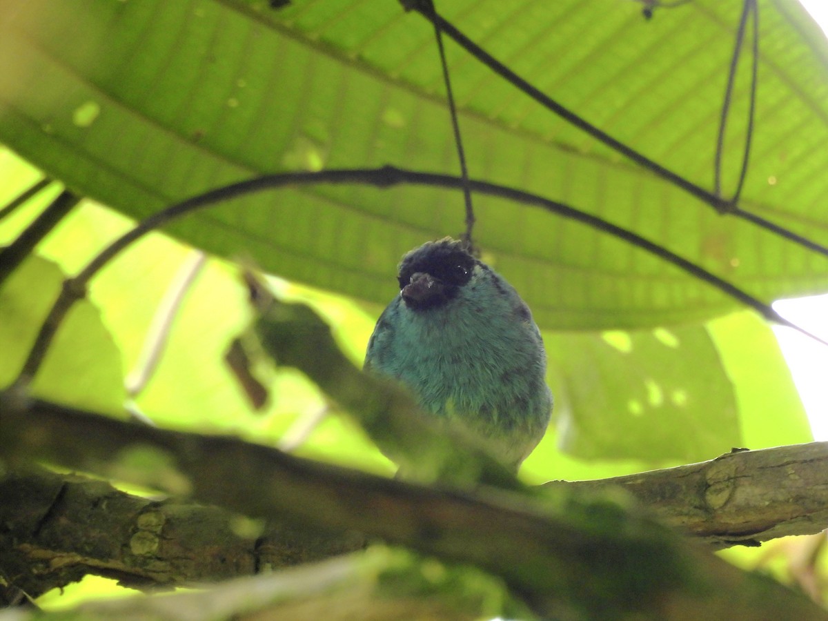 Golden-naped Tanager - Jhon Carlos Andres Rivera Higuera