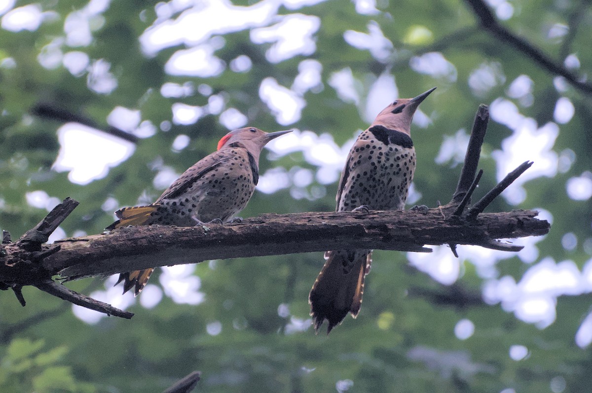 Northern Flicker - ML620890781