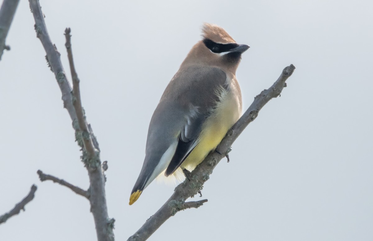 Cedar Waxwing - ML620890783