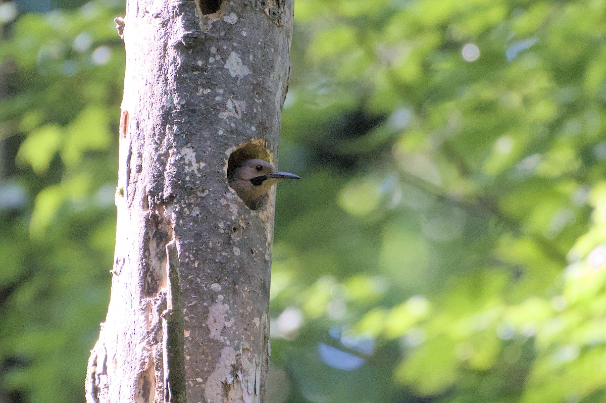 Northern Flicker - ML620890784