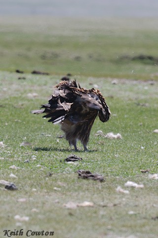 Himalayan Griffon - ML620890785