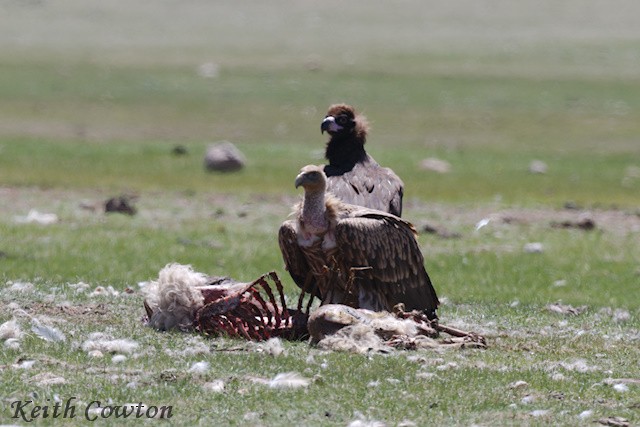 Himalayan Griffon - ML620890786