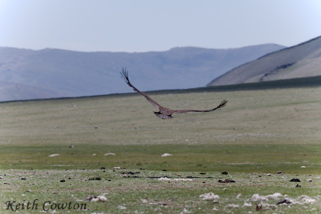 Cinereous Vulture - Keith Cowton