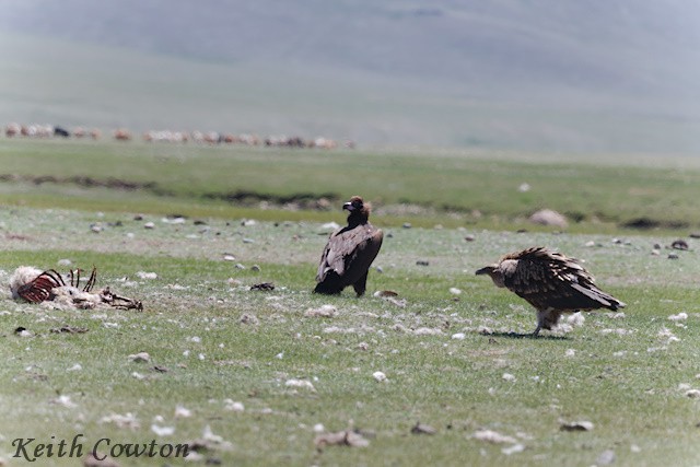 Vautour de l'Himalaya - ML620890790