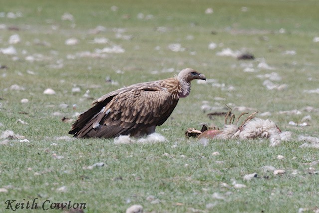 Himalayan Griffon - ML620890791