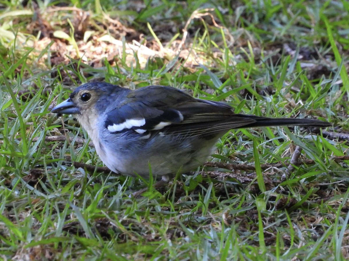 Madeira Chaffinch - ML620890792