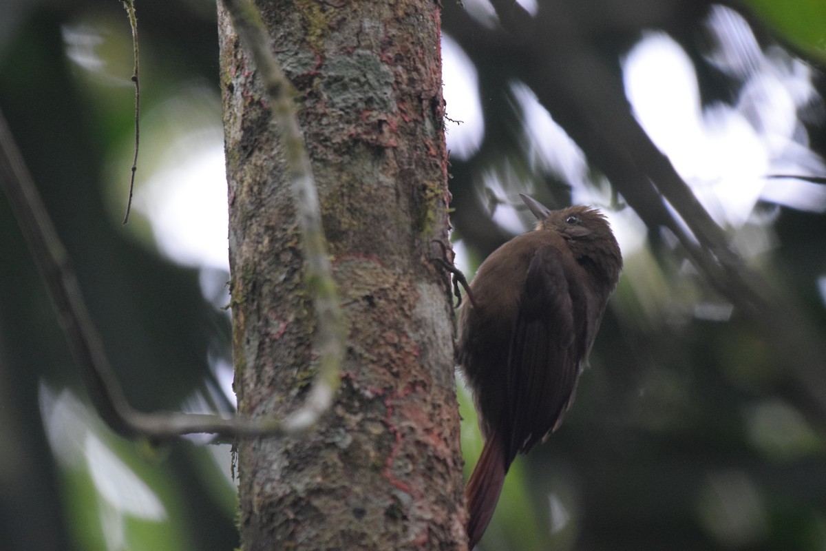 Plain-winged Woodcreeper - ML620890794