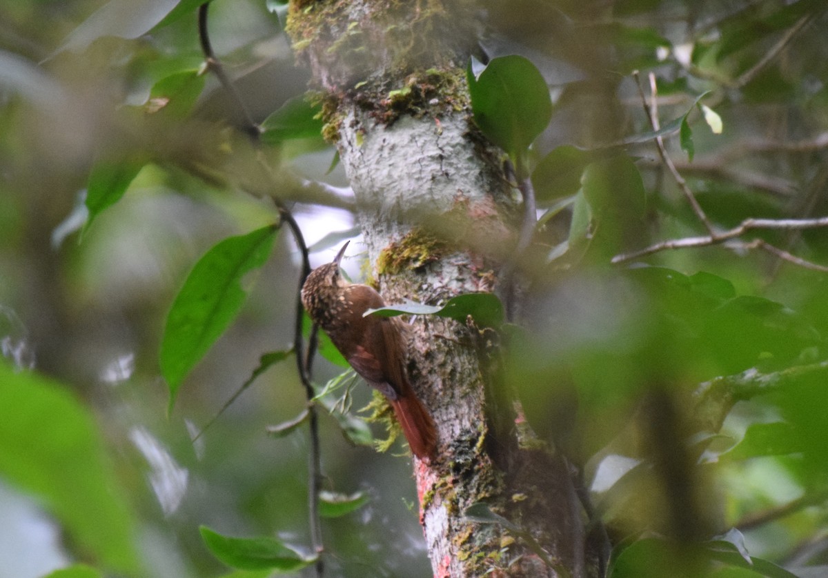 Lesser Woodcreeper - ML620890797