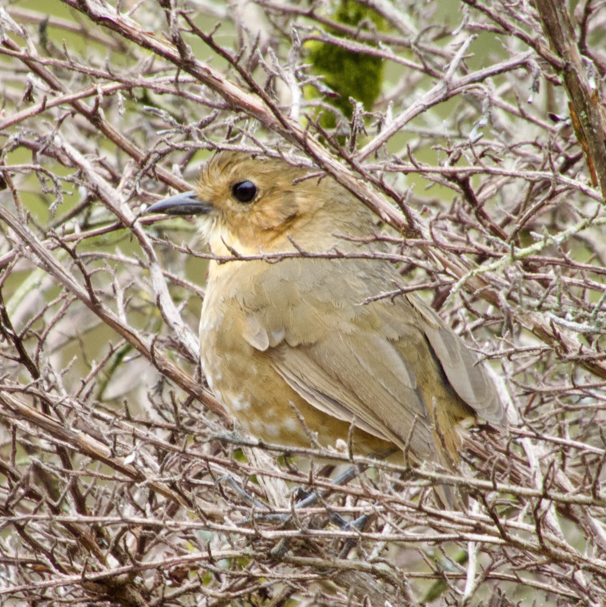 Boyaca Antpitta - ML620890798