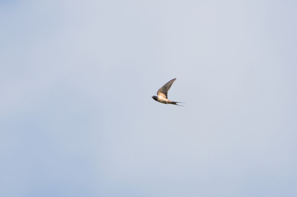 Barn Swallow - ML620890800