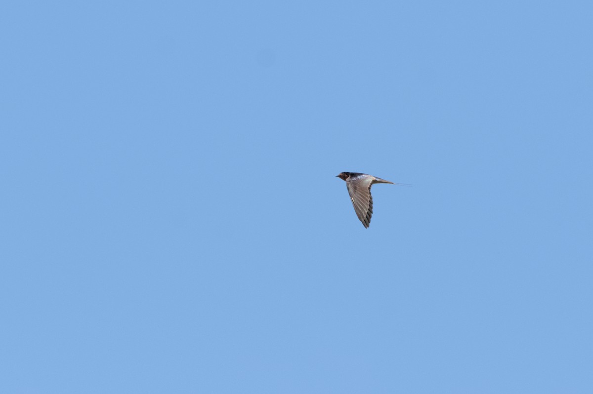 Barn Swallow - ML620890801