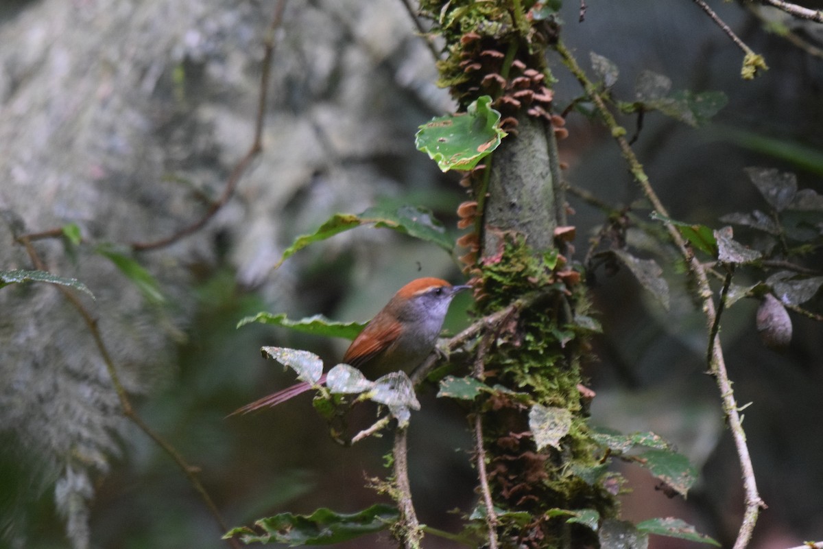 Rufous-capped Spinetail - ML620890802