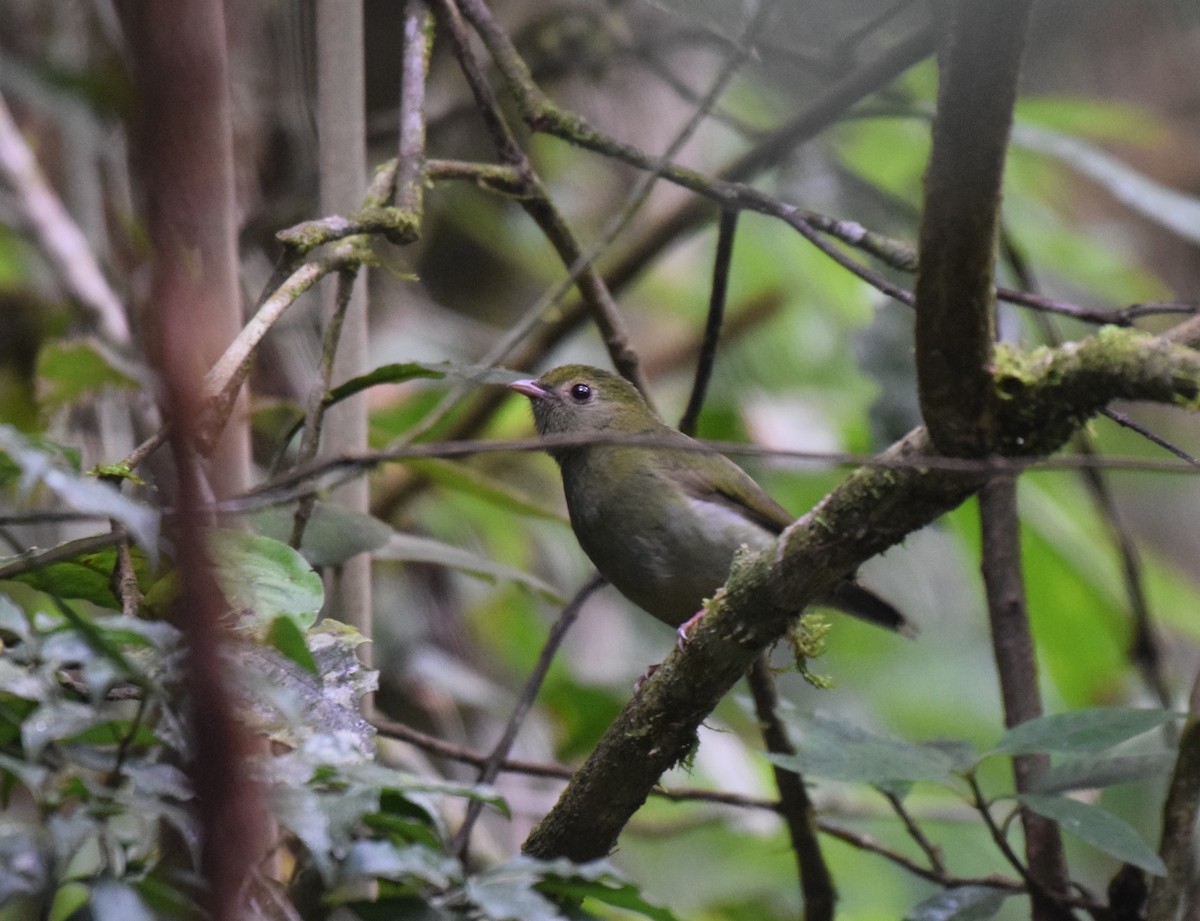 Swallow-tailed Manakin - Nick Kowalske