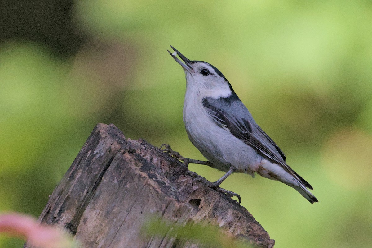 White-breasted Nuthatch - ML620890806