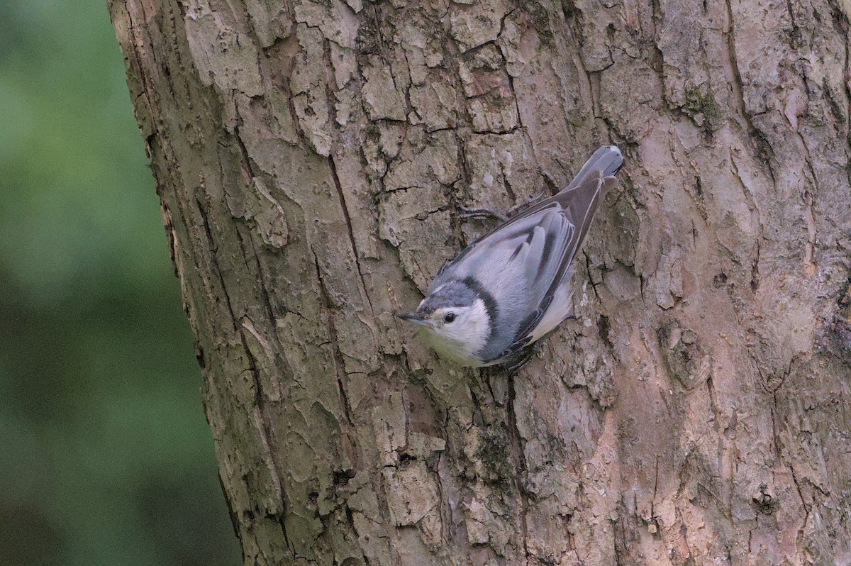 White-breasted Nuthatch - ML620890807