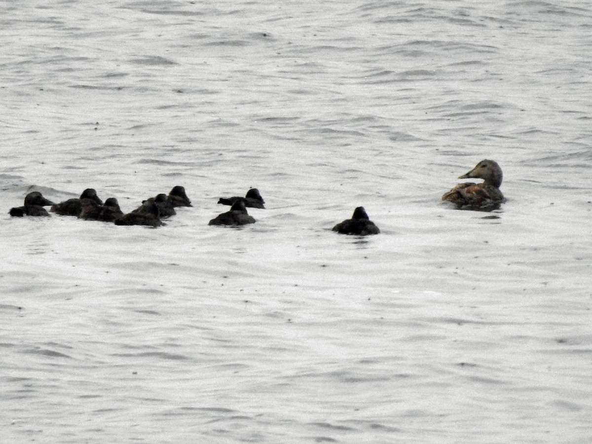 Eider arrunta (eurasiarra) - ML620890819