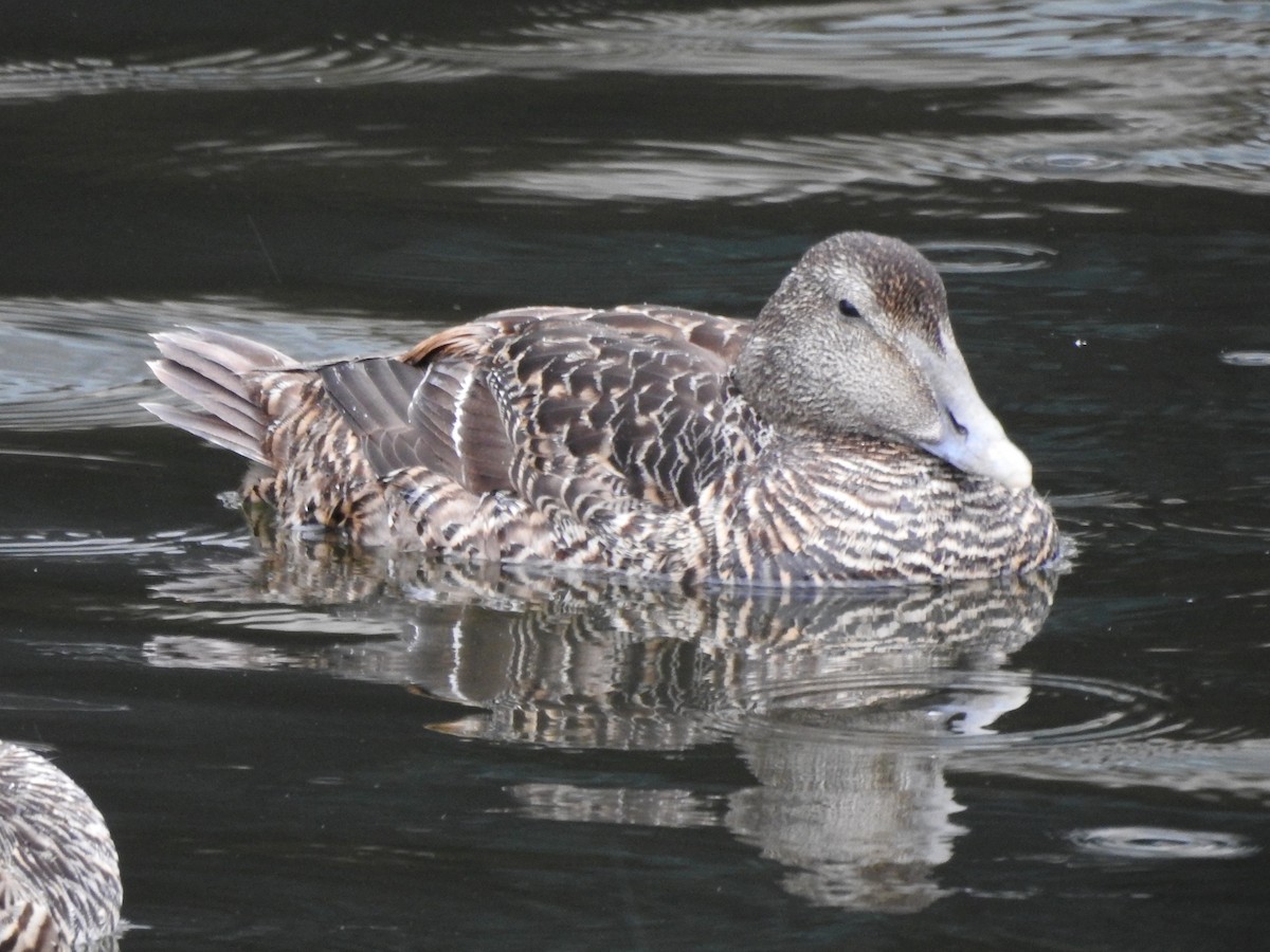 Common Eider (Eurasian) - ML620890820