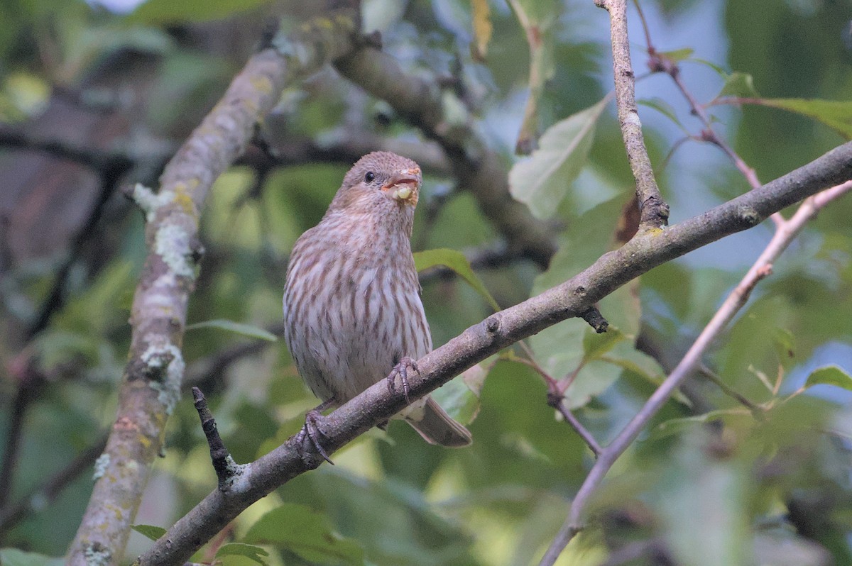 House Finch - ML620890822