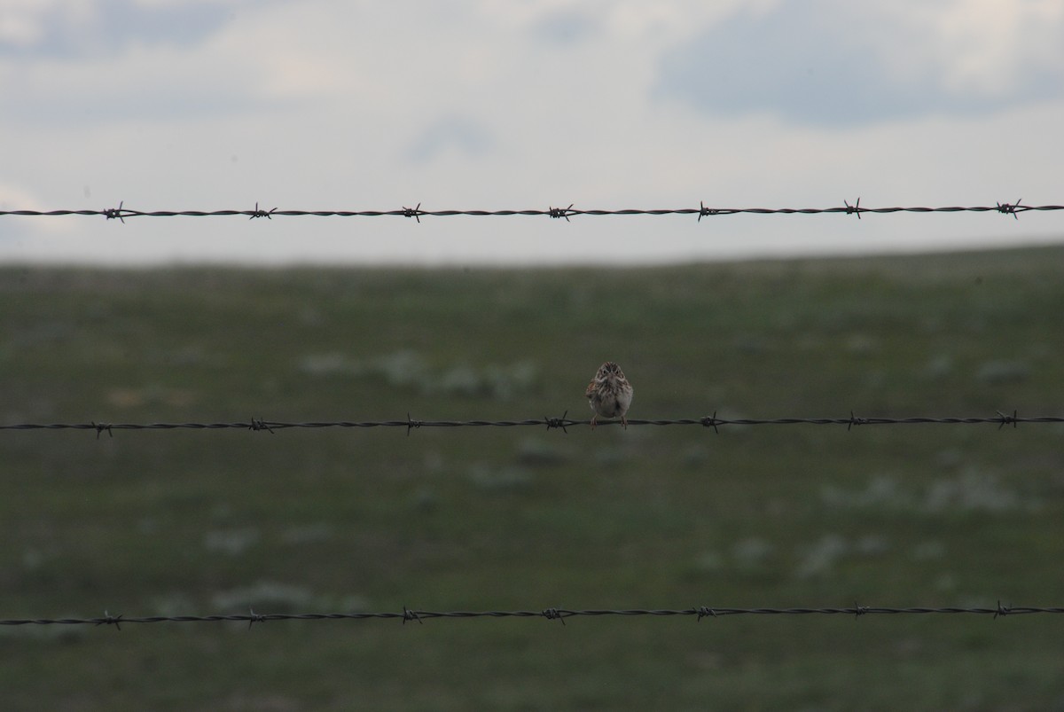 Vesper Sparrow - Alyssa DeRubeis