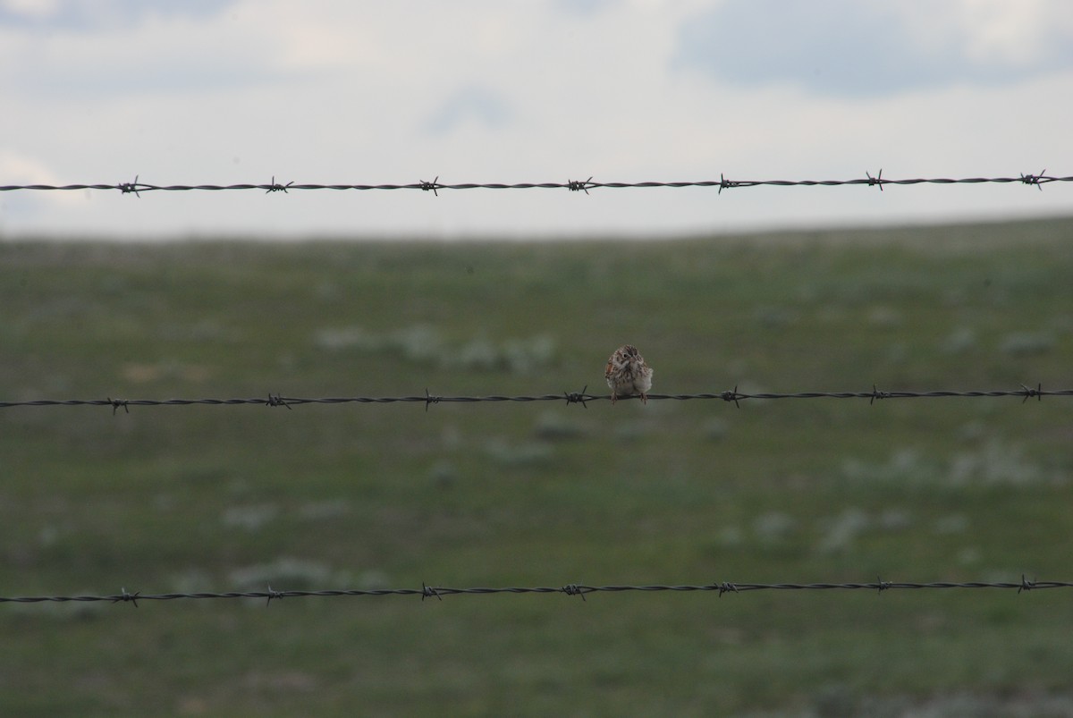 Vesper Sparrow - ML620890827