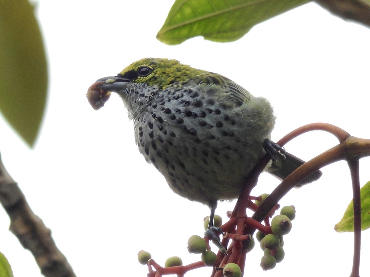 Speckled Tanager - ML620890830