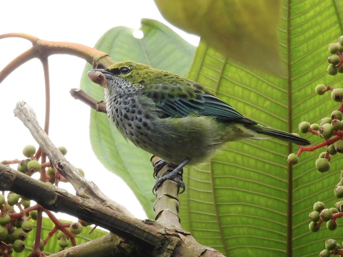 Speckled Tanager - ML620890831