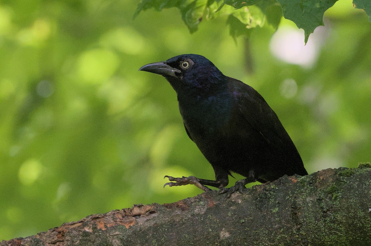 Common Grackle - ML620890832