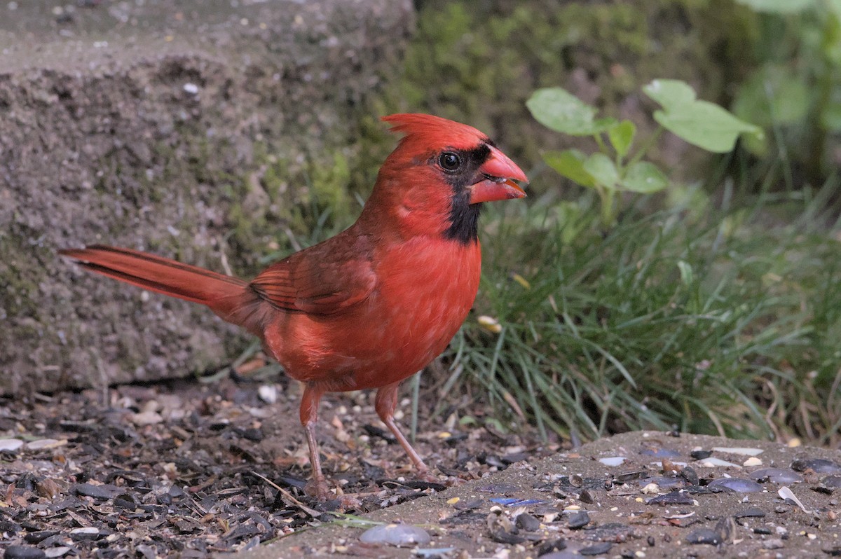 Cardinal rouge - ML620890835