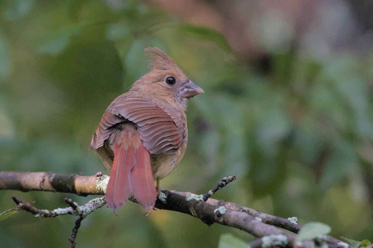 Cardinal rouge - ML620890836