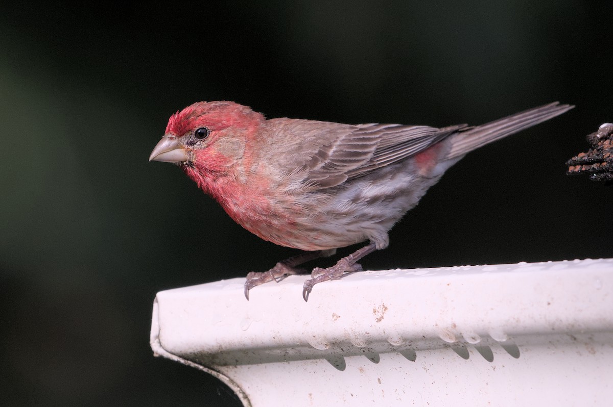 House Finch - ML620890839