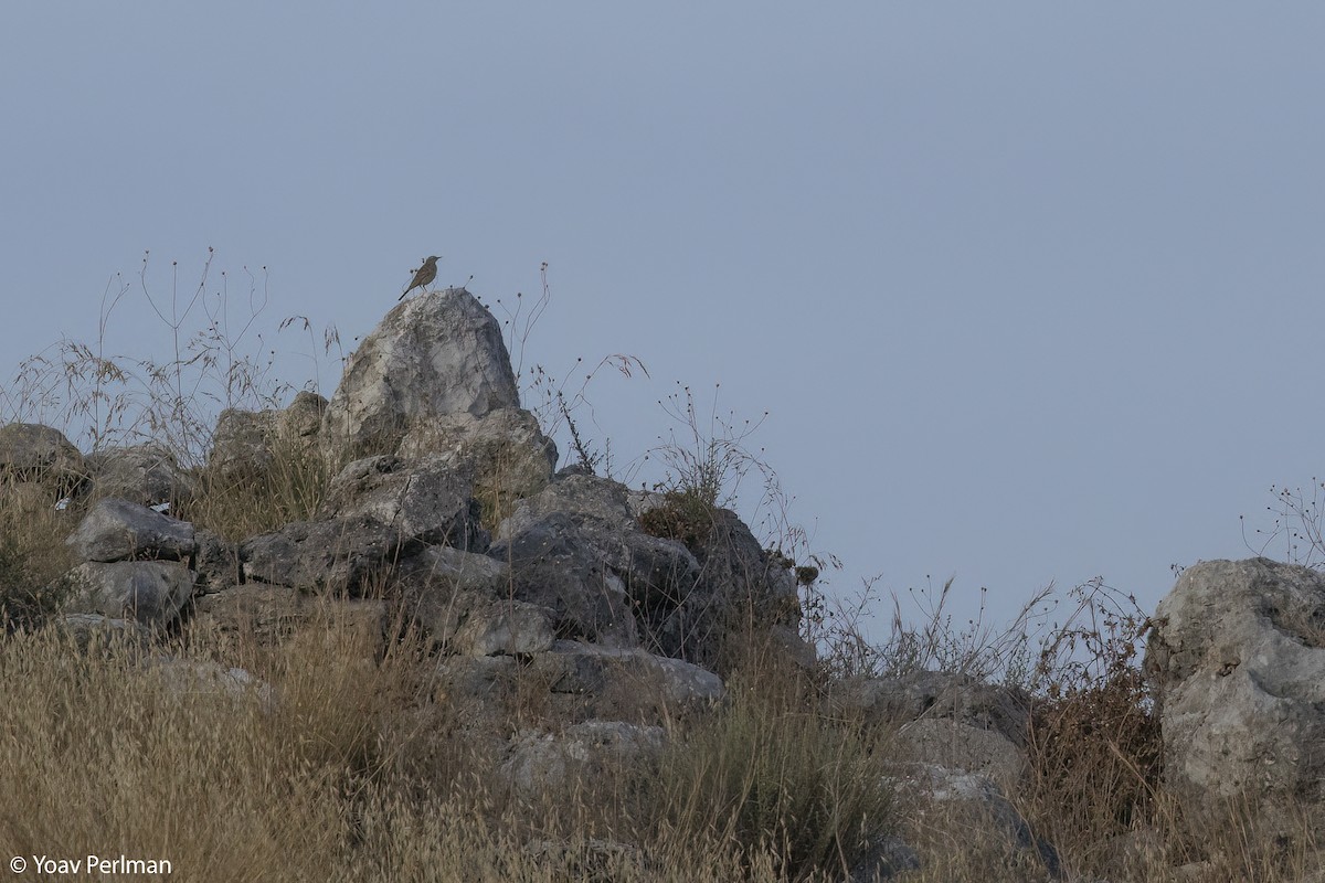 Long-billed Pipit (Middle Eastern) - ML620890851