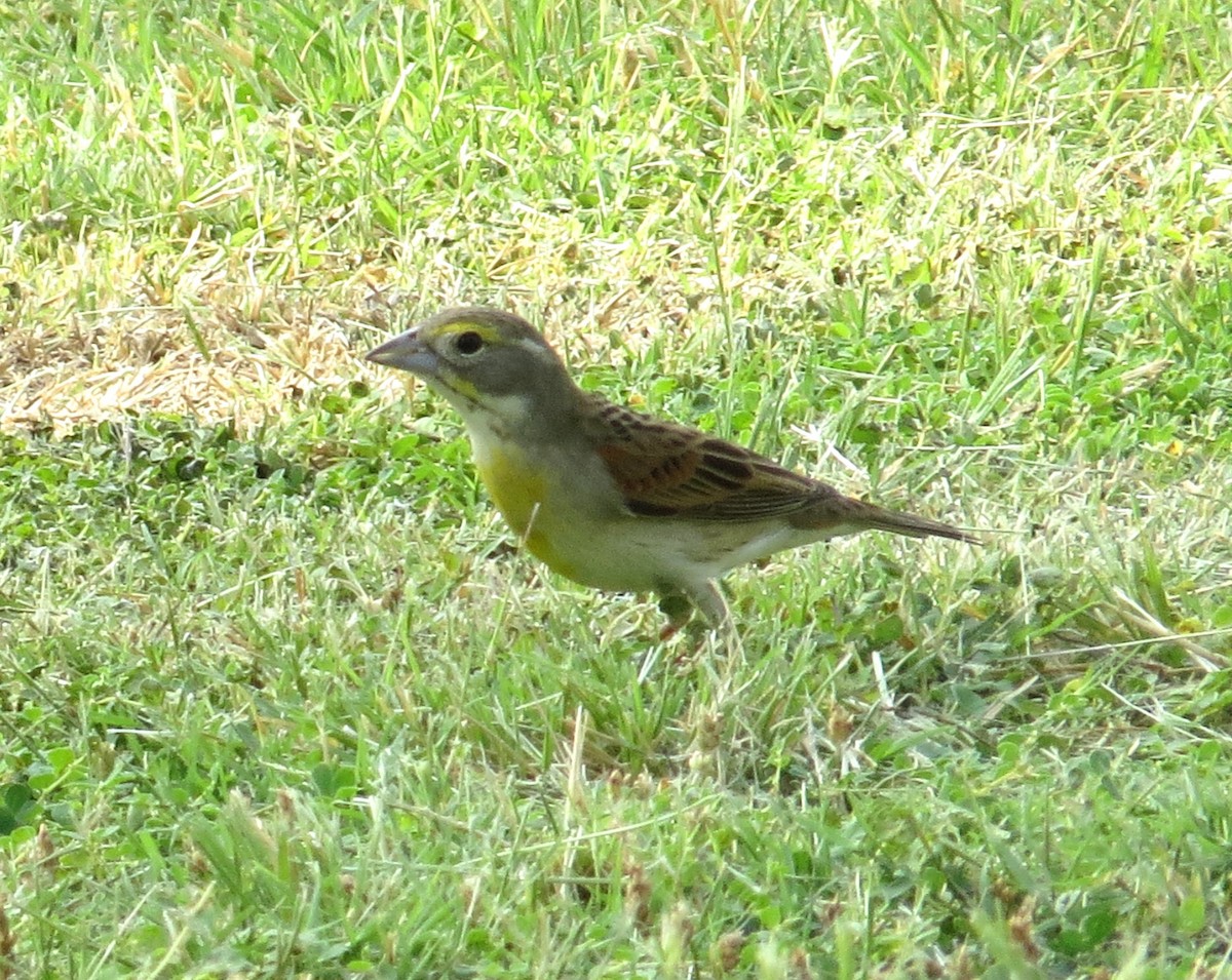 Dickcissel - ML620890853