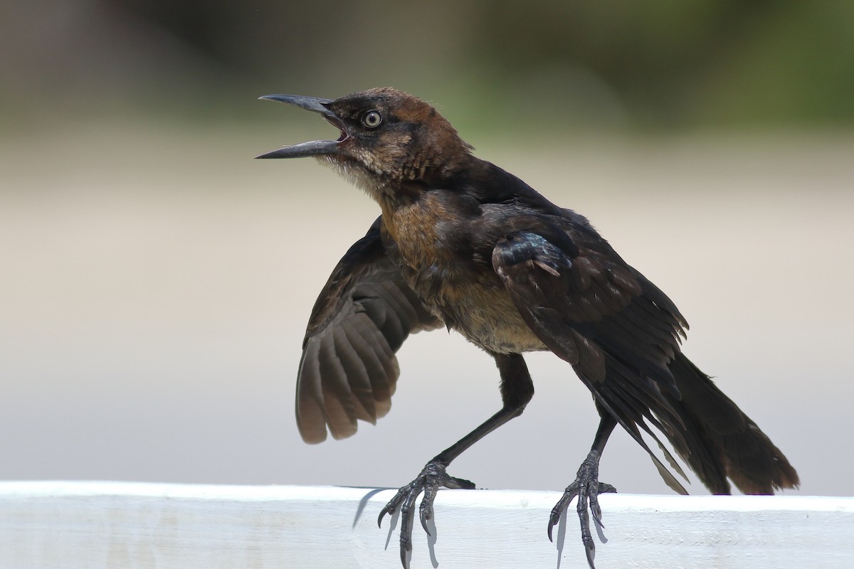 Boat-tailed Grackle - ML620890857