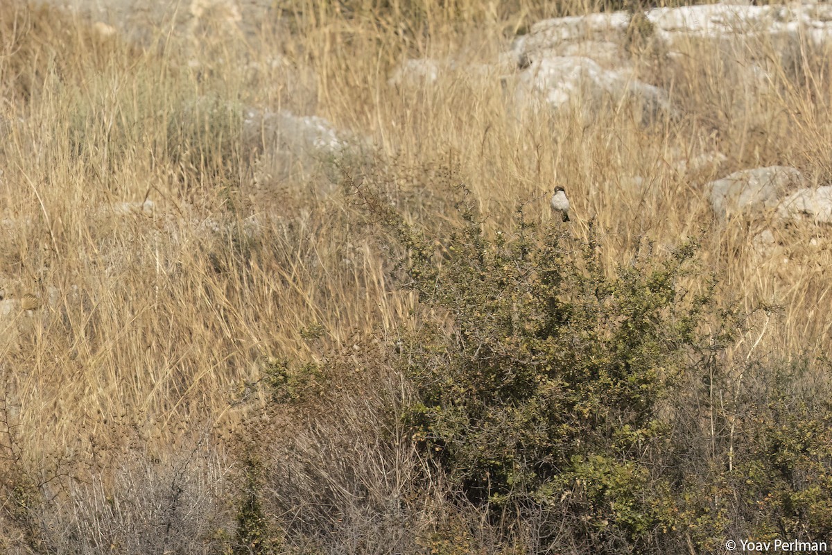 Woodchat Shrike - ML620890858