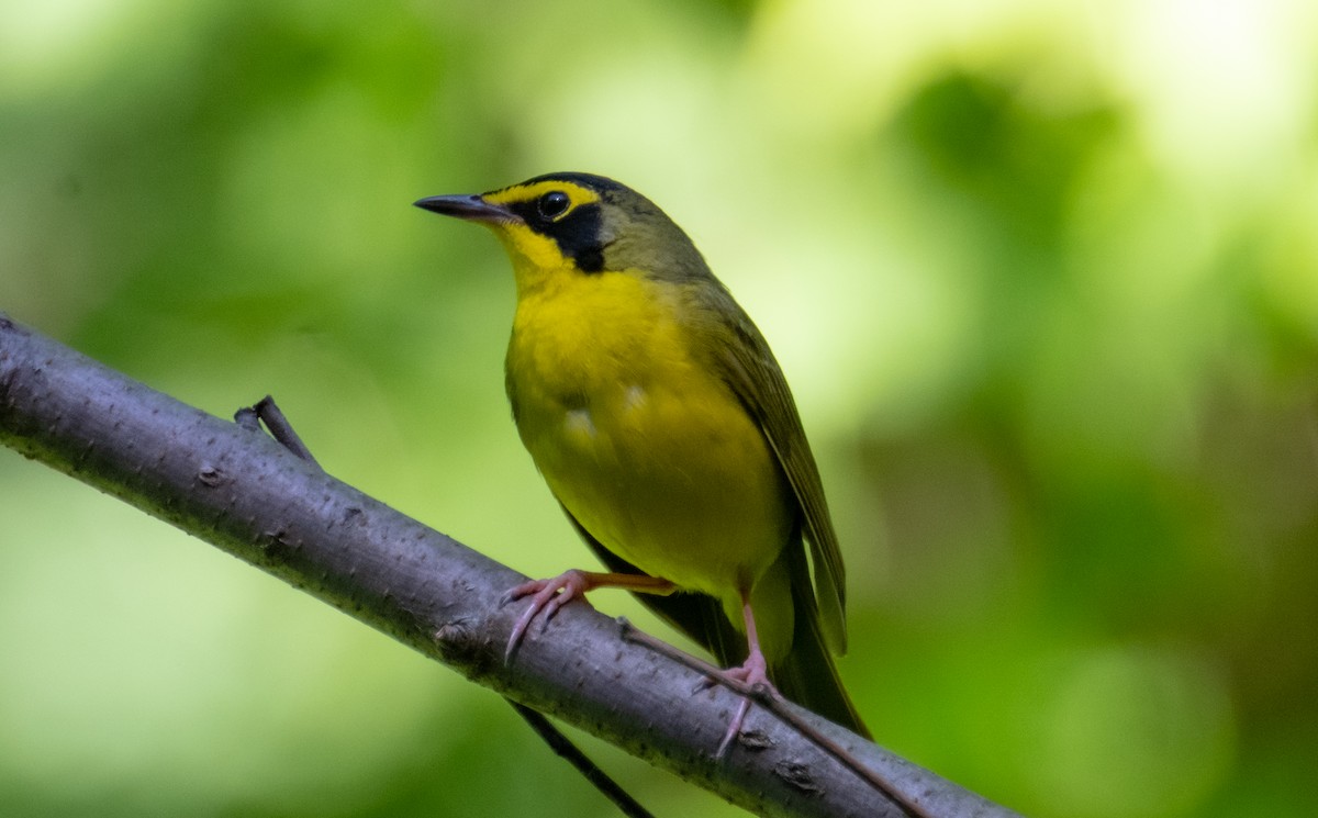 Kentucky Warbler - ML620890861