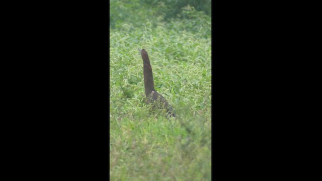 Rufescent Tiger-Heron - ML620890862