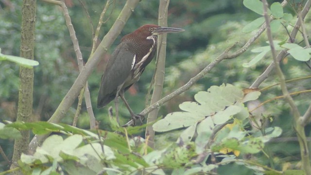 Rufescent Tiger-Heron - ML620890863