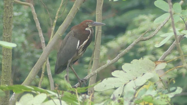 Rufescent Tiger-Heron - ML620890864